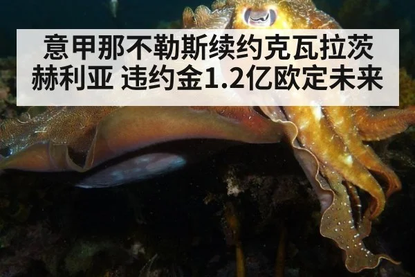 意甲那不勒斯续约克瓦拉茨赫利亚 违约金1.2亿欧定未来
